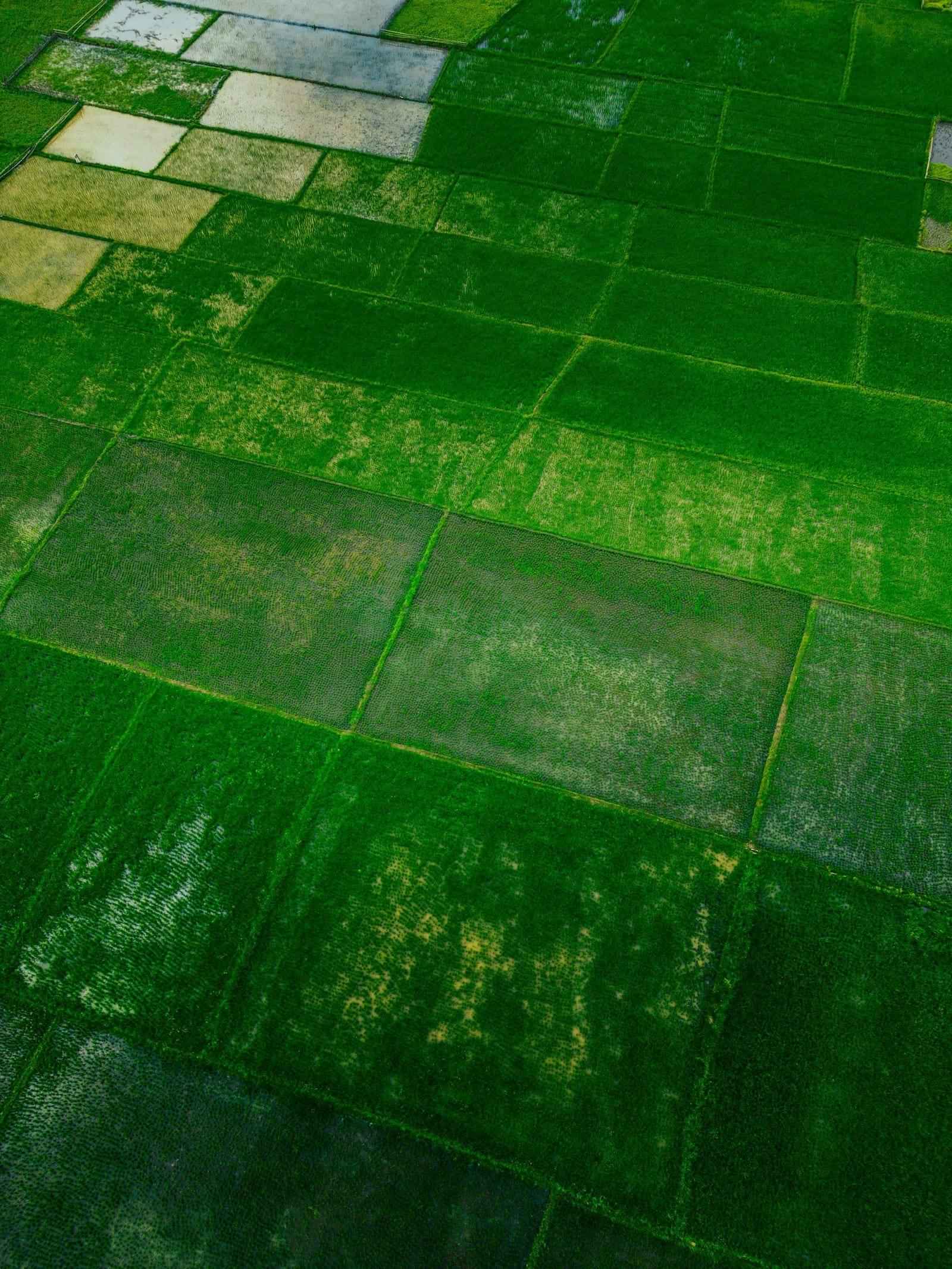 Foto udara petak sawah hijau