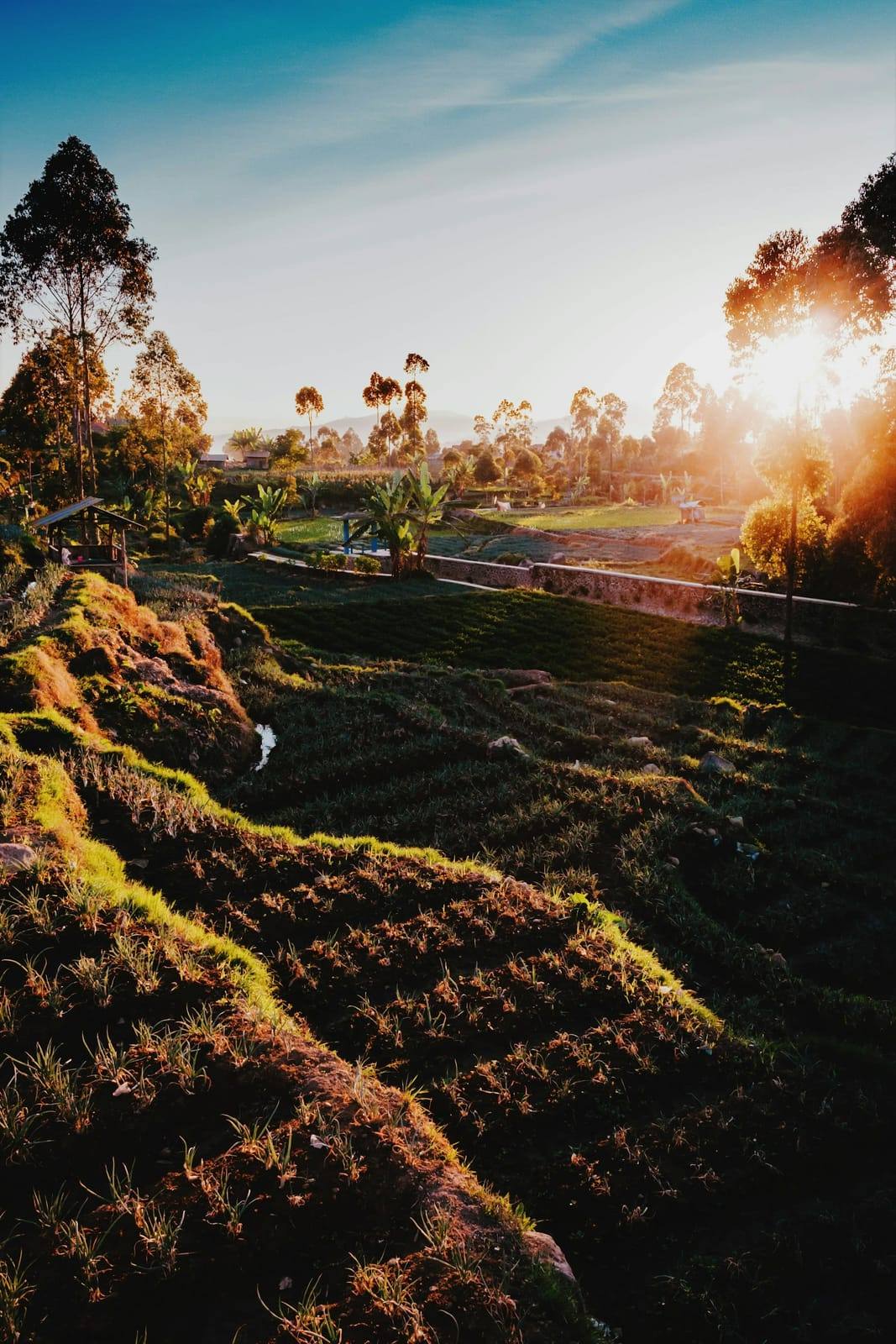 Sawah dengan sinar matahari di Ciwidey