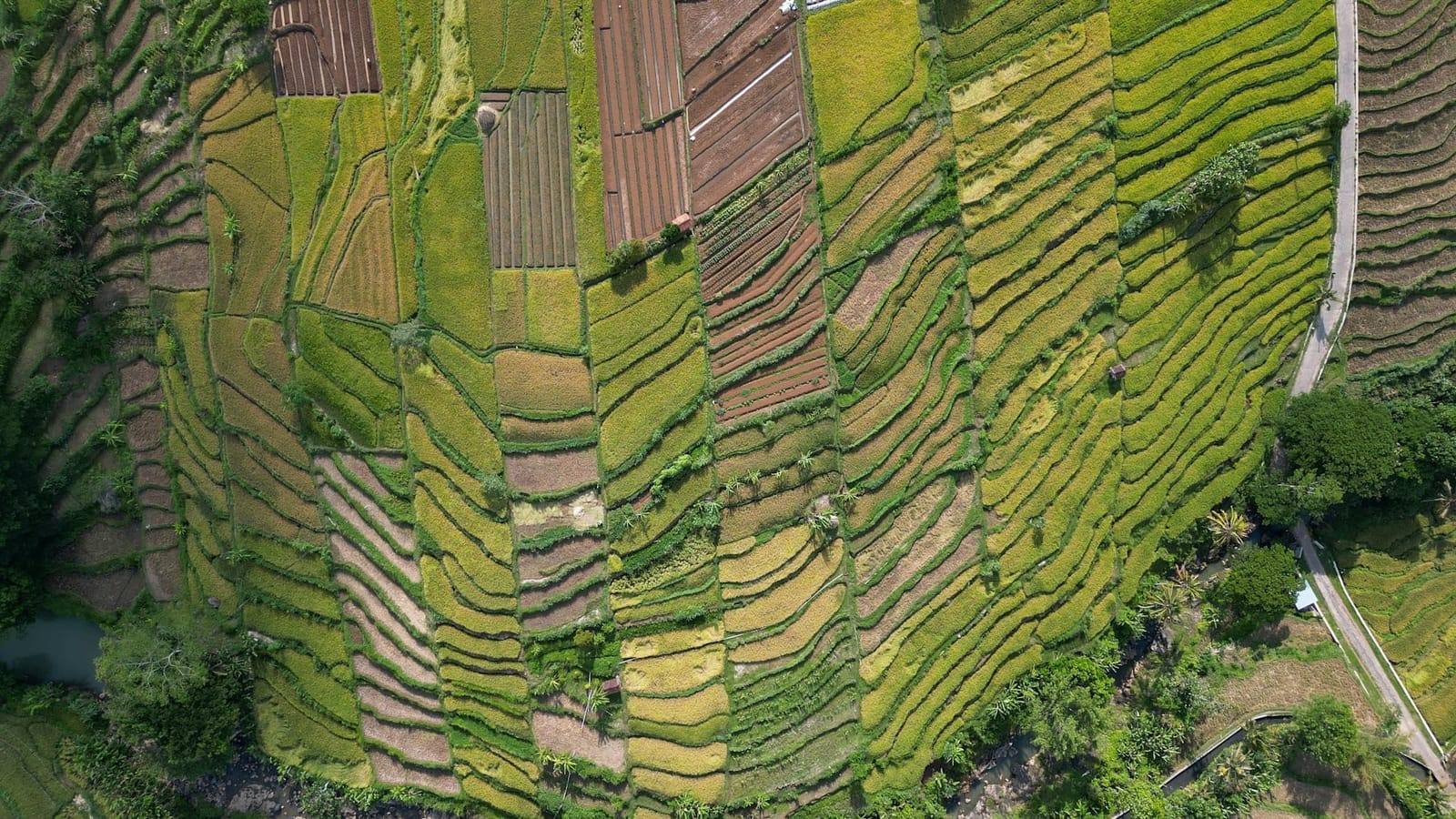 Foto udara sawah dan sungai di Mojogedang, Karanganyar