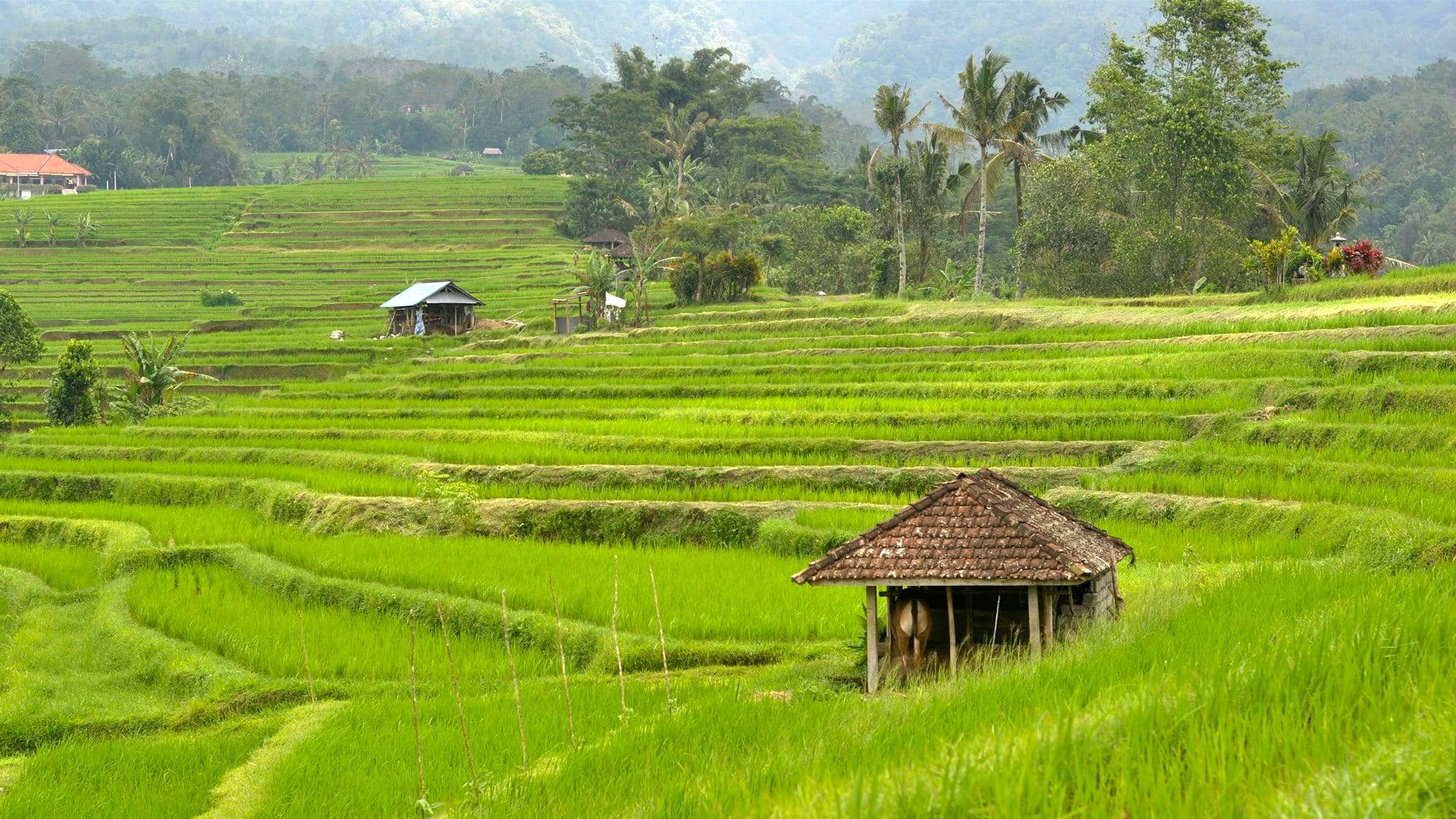 Terasering sawah Jatiluwih dengan gubuk dan permukiman desa, Bali